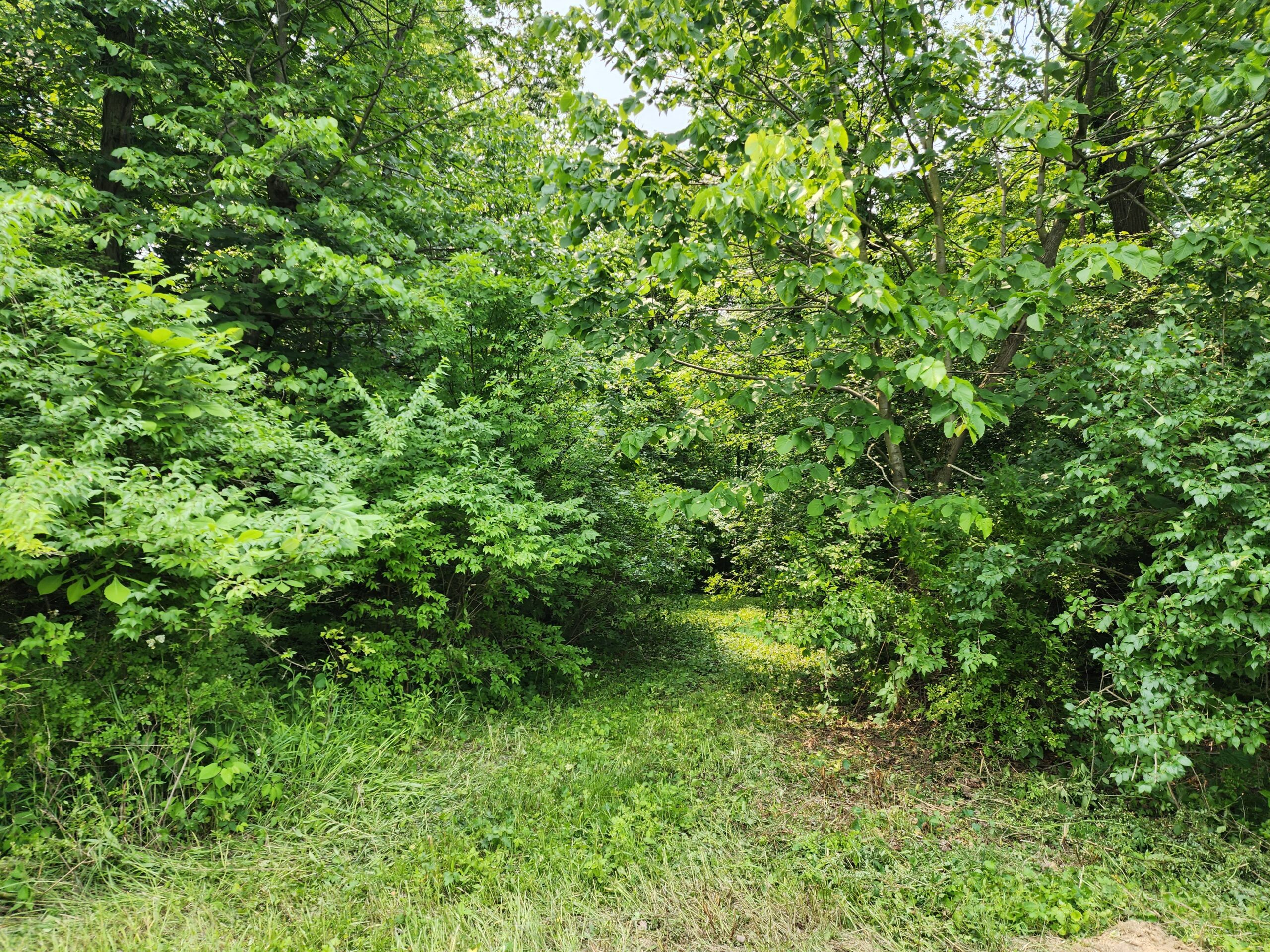 Wooded land for sale on Parcher Road in Bucyrus